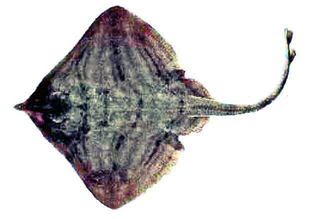 Leucoraja fullonica_07.jpg